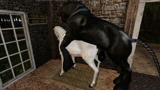 Shire stallion mating with an Arabian stallion