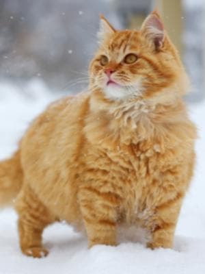 猫变 by 仇生