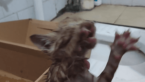 免费小视频——窒息的小橘猫